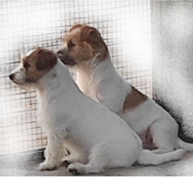 Jack's Delafuentelareina.